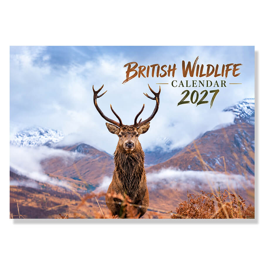 British Wildlife Calendar 2027 12 Month A3 Wall Calendar