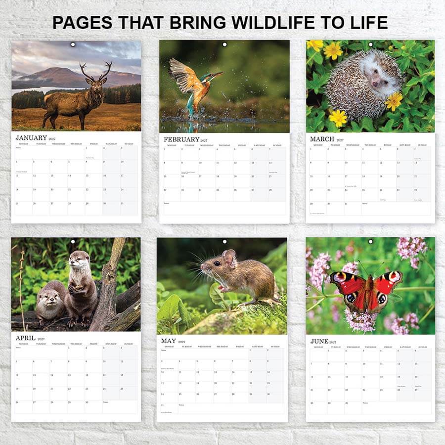 12 month British Wildlife Calendar 2027 for home and office