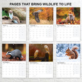 UK wildlife animals featured in A3 wall calendar 2027