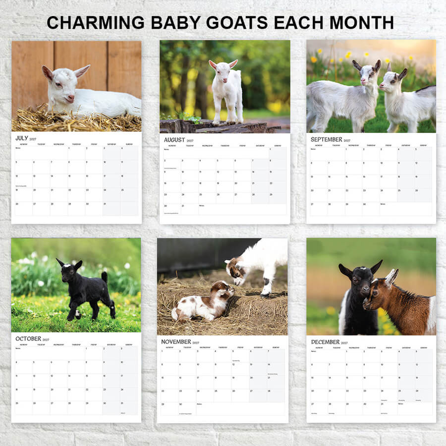 12-month baby goat calendar