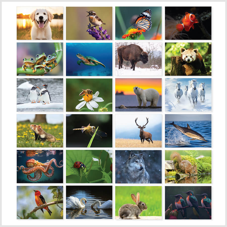 Eco-Friendly British Wildlife Greeting Cards