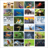 Eco-Friendly British Wildlife Greeting Cards