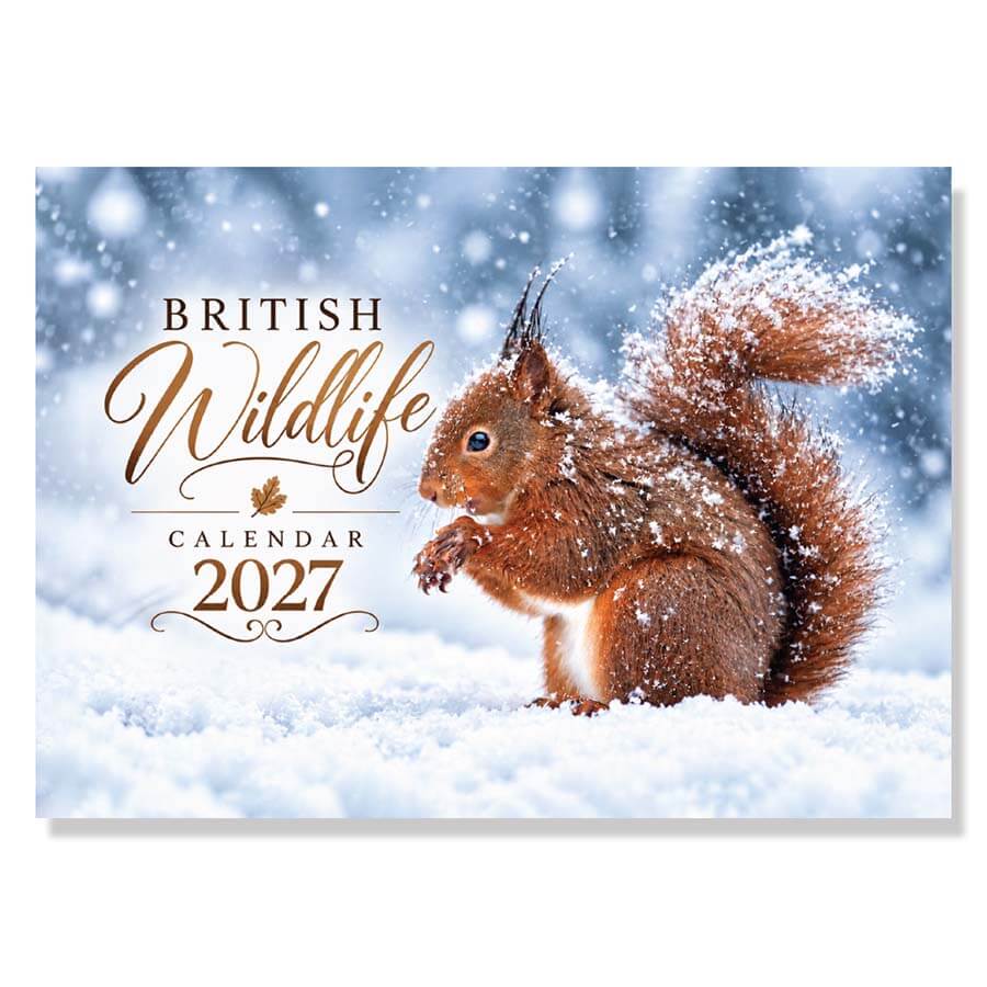 British Wildlife Animal Calendar 2027 A3 12 Month Wall Calendar