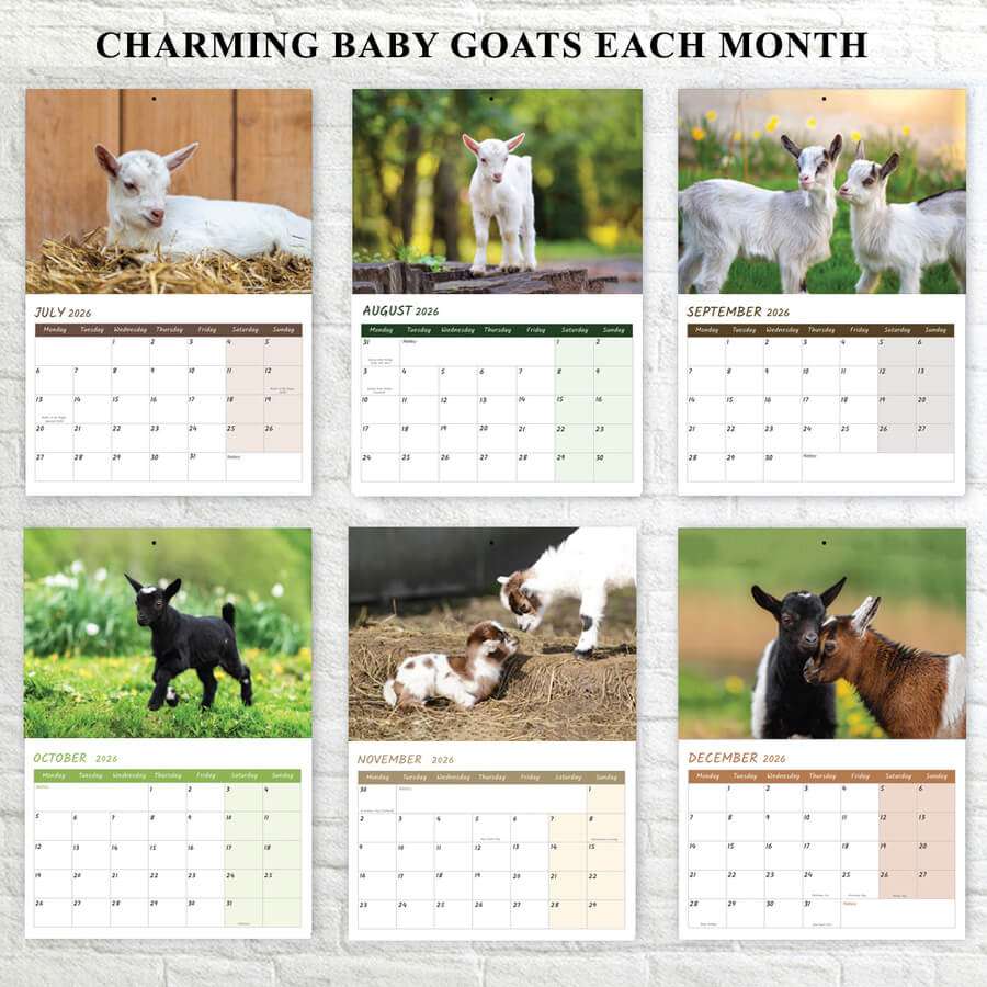 Baby Goat Wall Calendar 2026