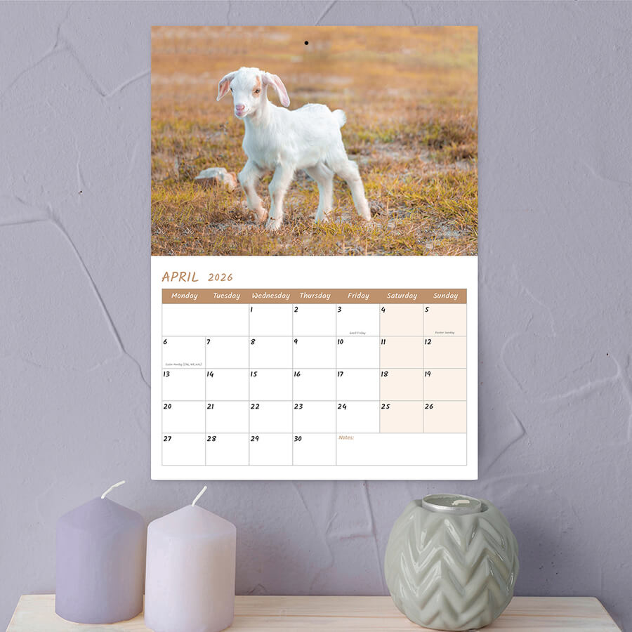 2026 Baby Goats Calendar – A3 Monthly Wall Display for Goat Lovers