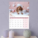 2026 Dachshund dog calendars 