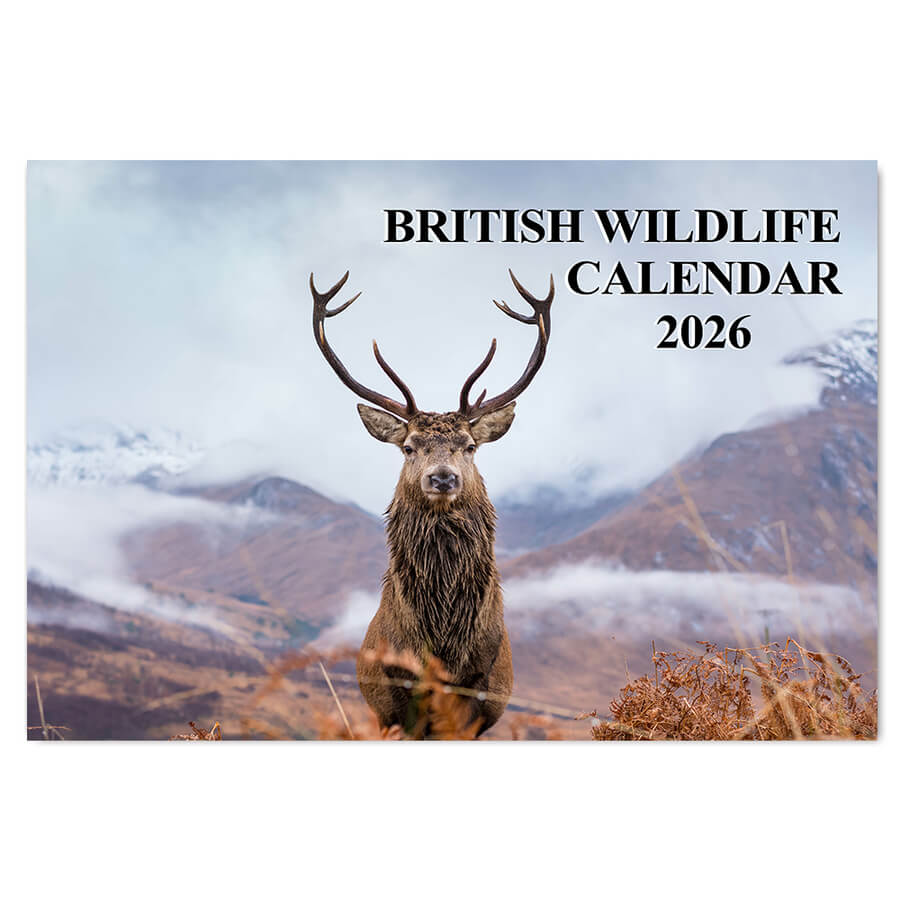 British Wildlife Calendar 2026 – 12-Month A3 Wall Calendar