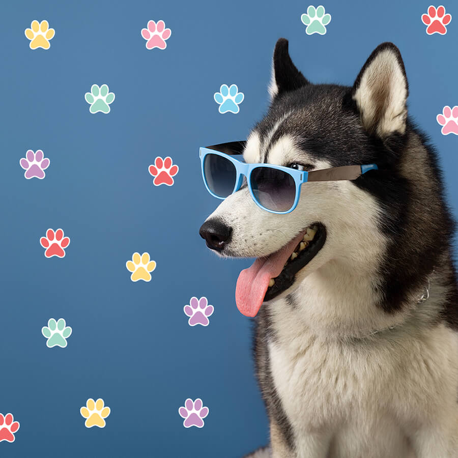 Colourful Dog Paw Stickers