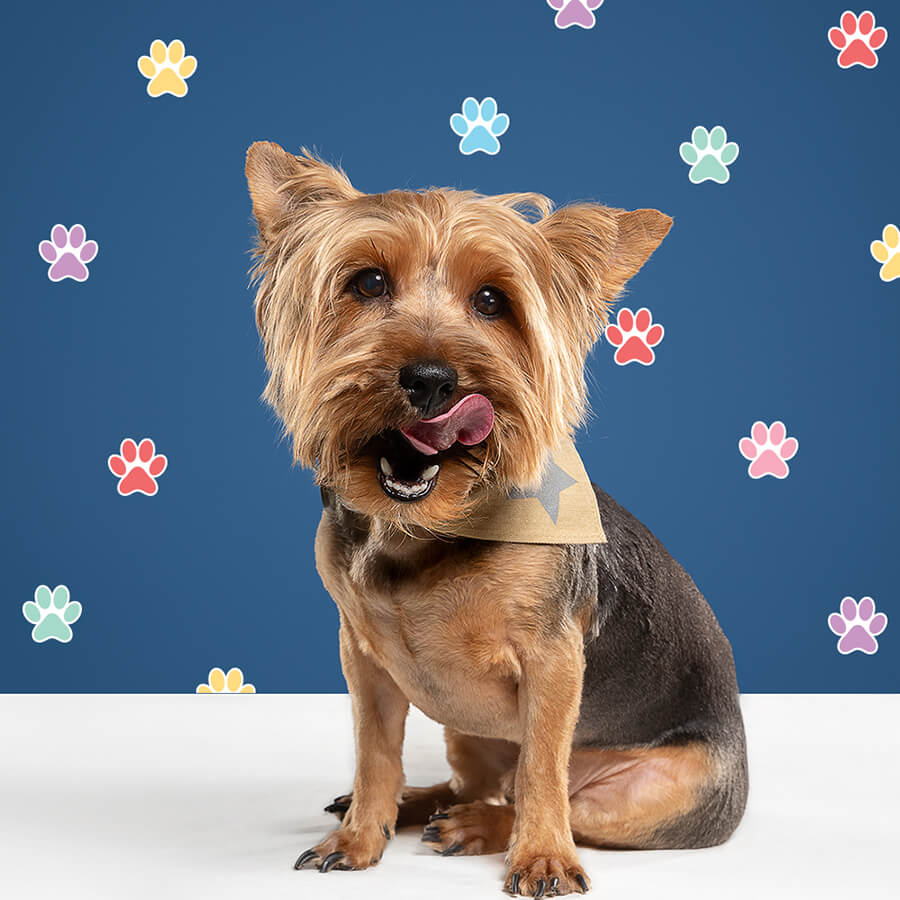 Colourful Dog Paw Stickers